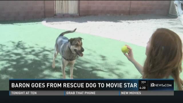 Anjing Arizona Animal Welfare League membintangi film baru tentang anjing penyelamat