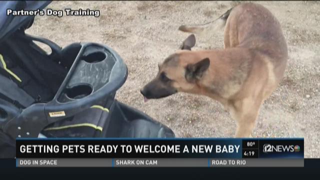 Mempersiapkan hewan peliharaan untuk menyambut bayi baru di rumah