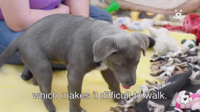 Puppy without back paws gets booties