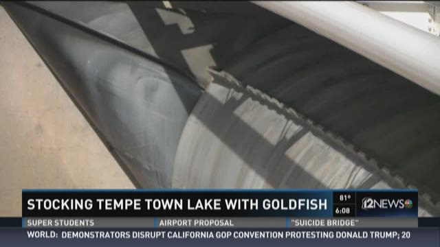 Stocking Tempe Town Lake with gold fish